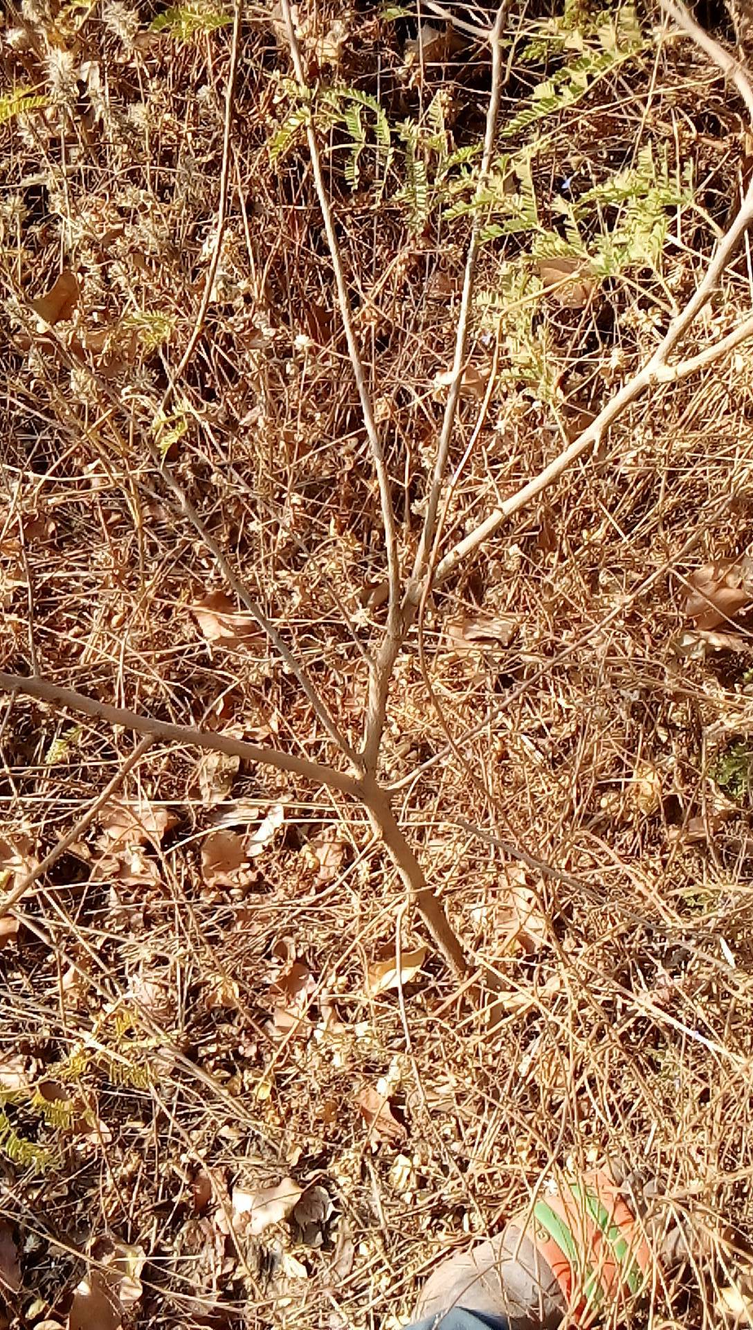 tree