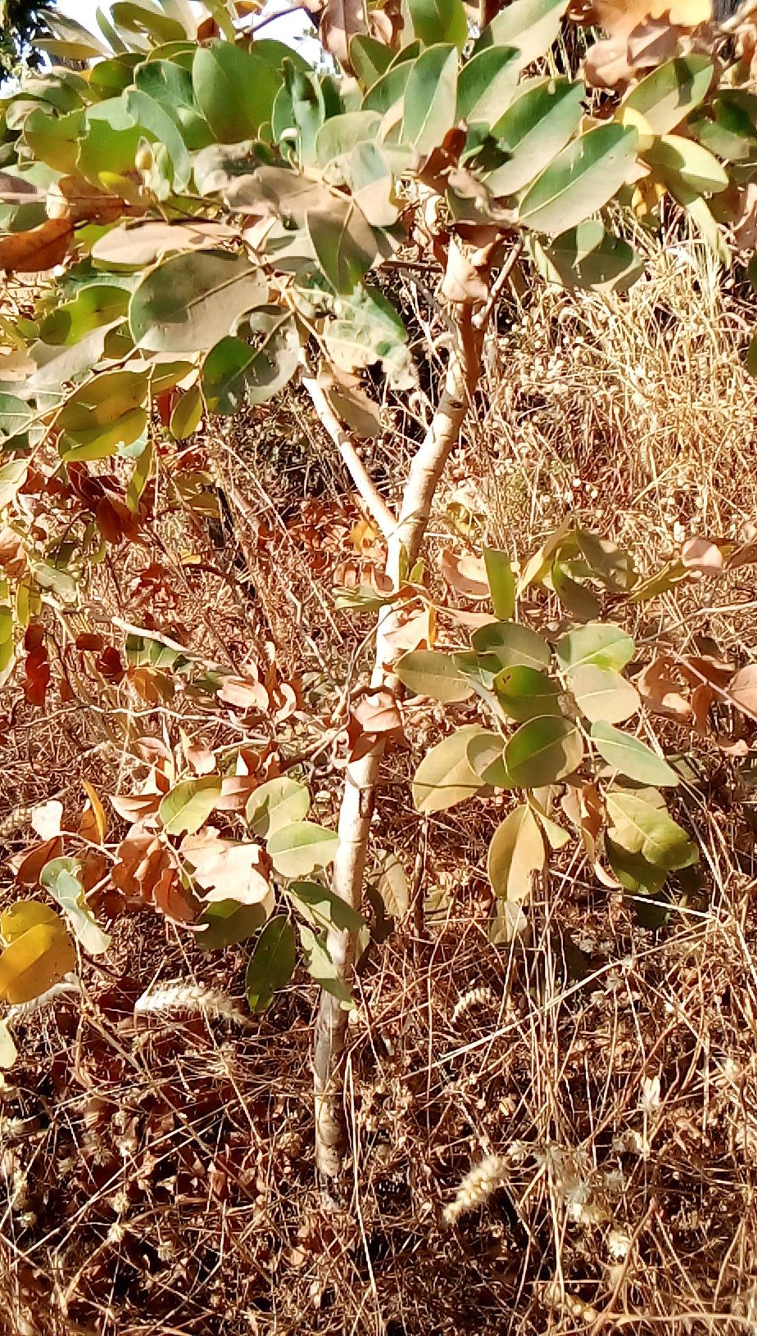 tree