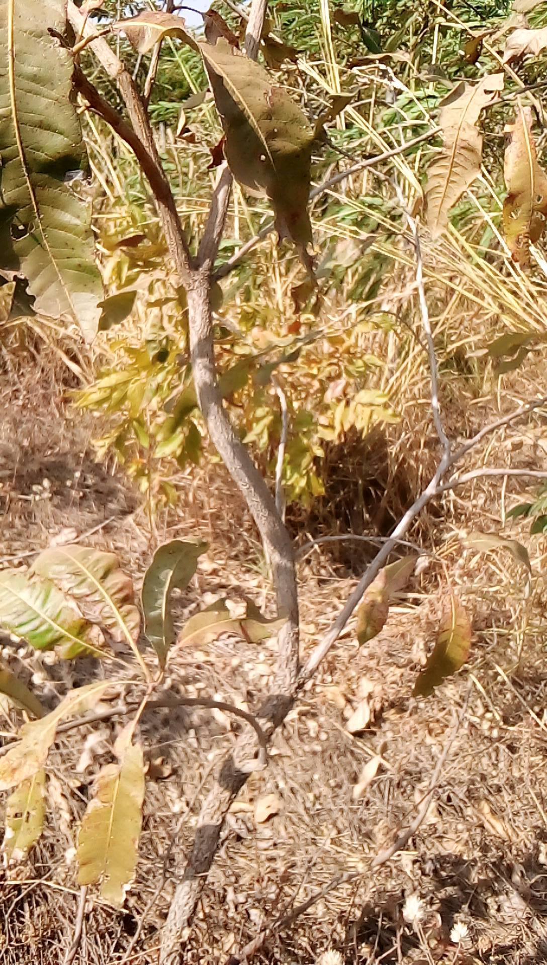 tree