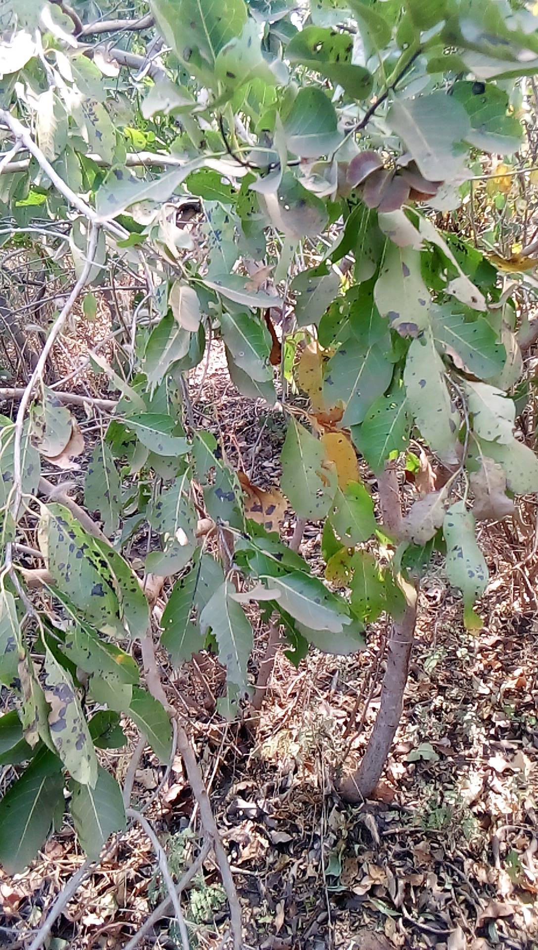tree