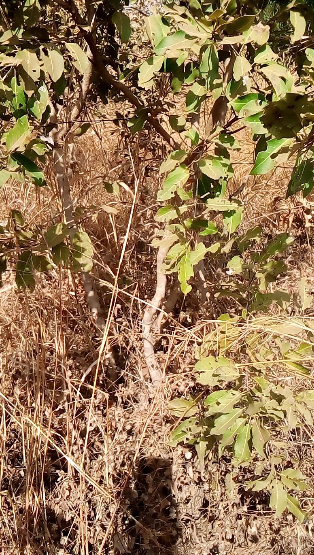 tree