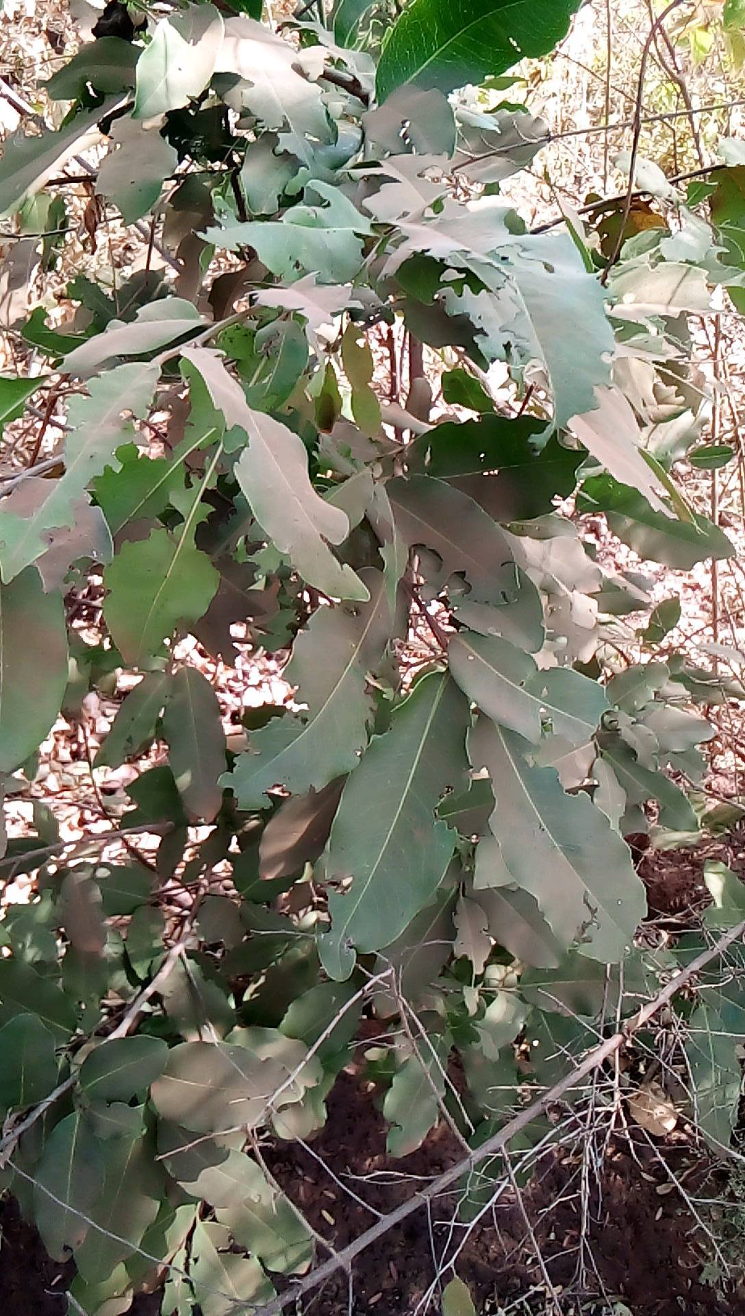tree