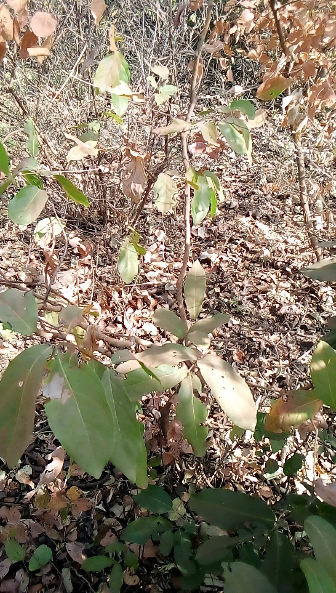 tree