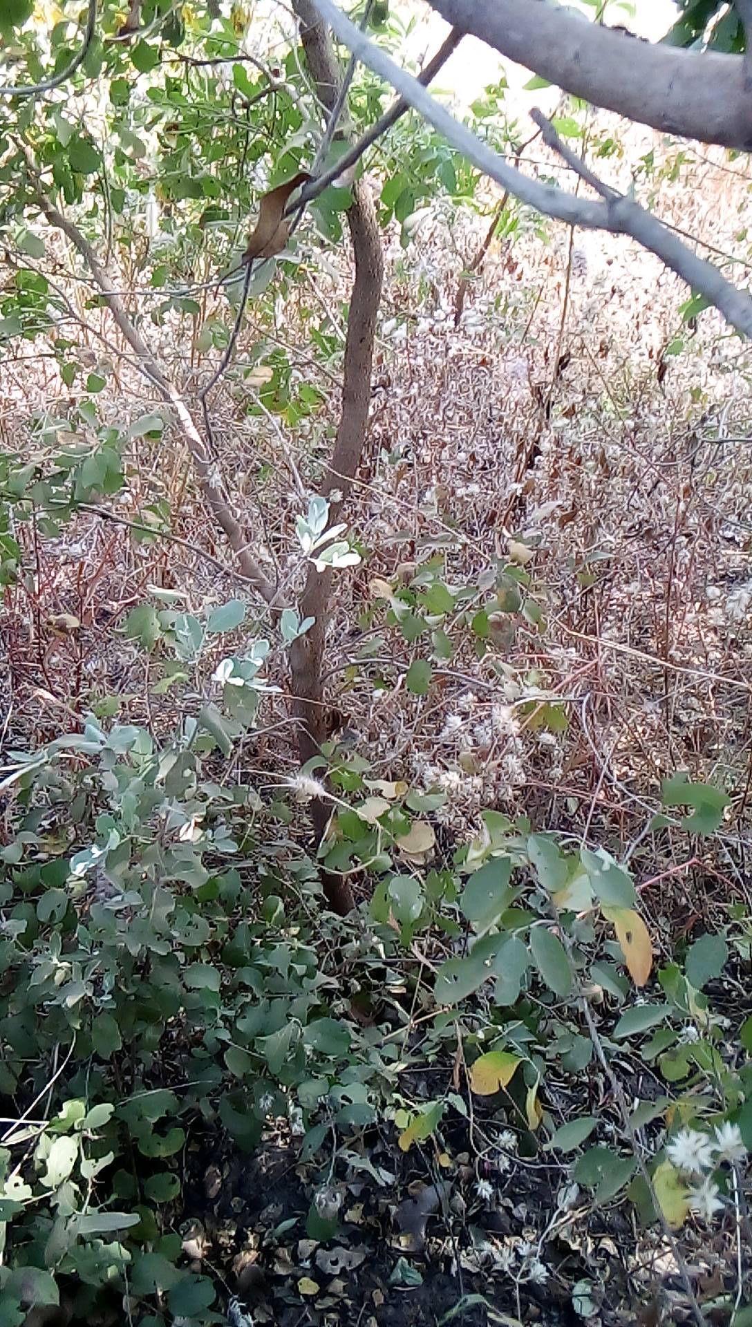 tree