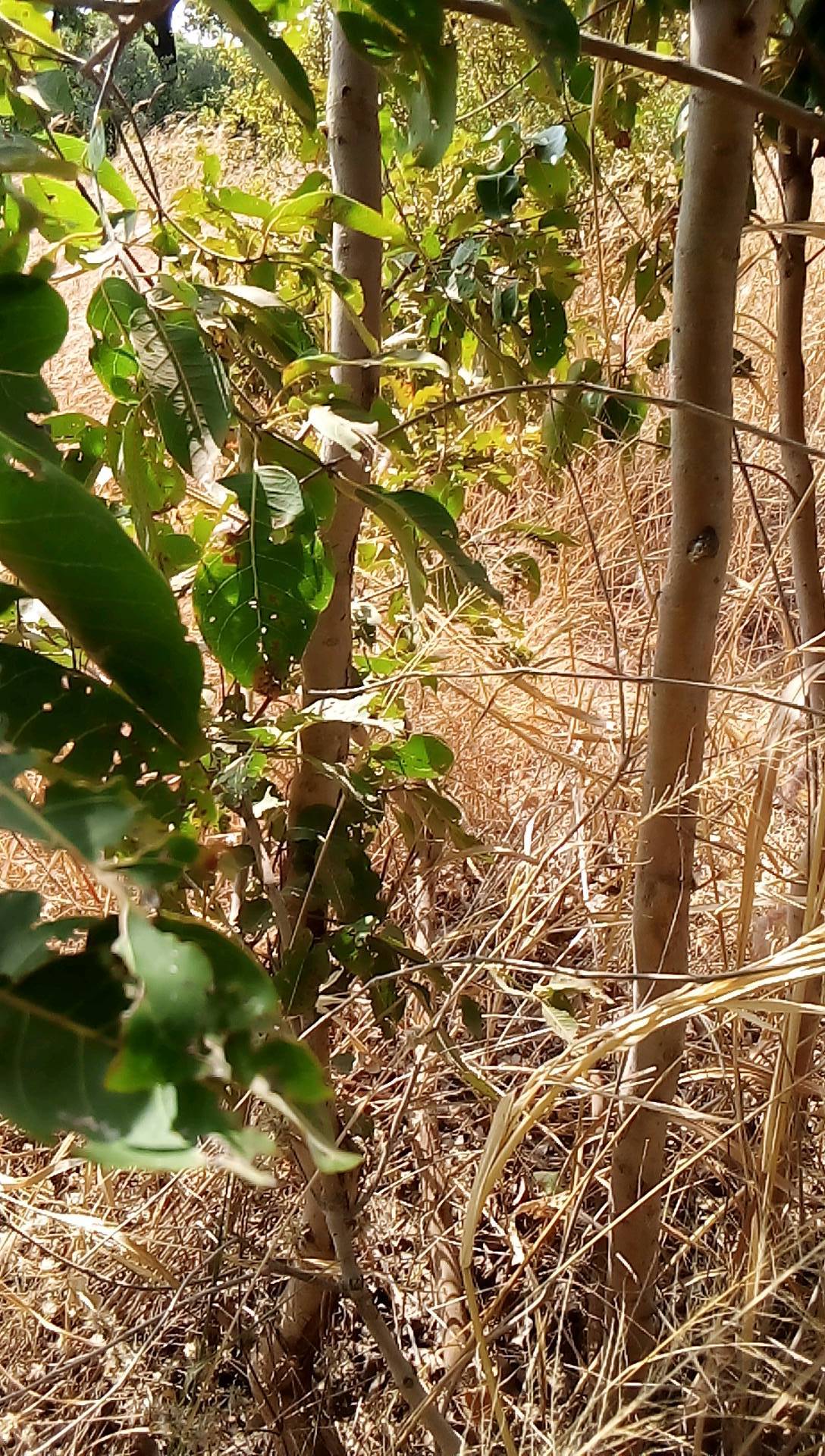 tree