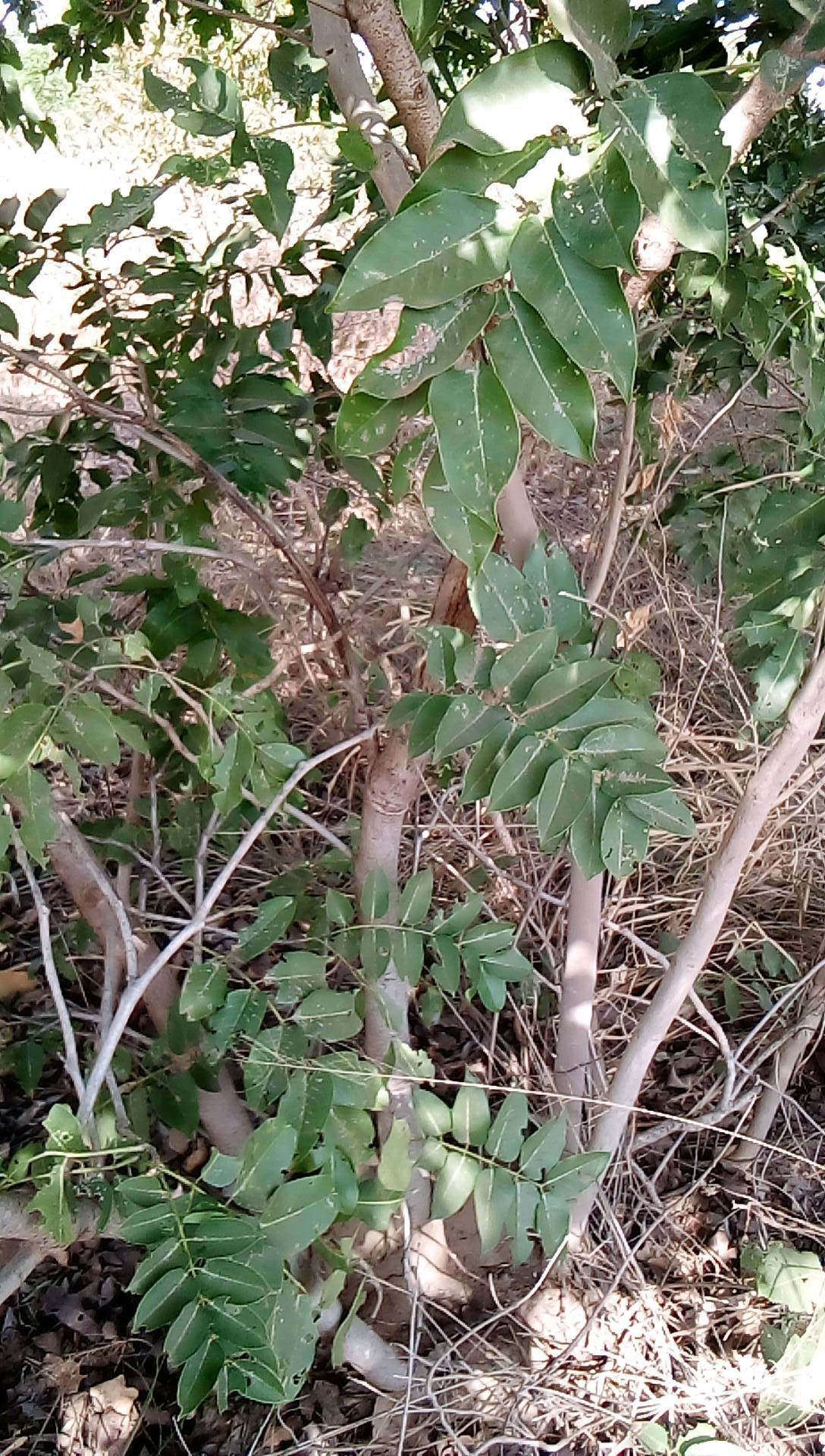 tree
