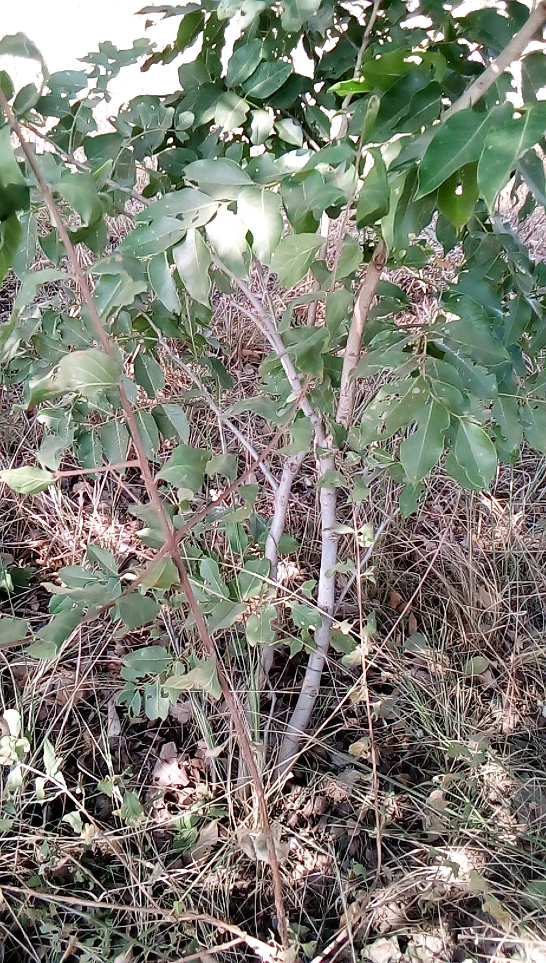 tree