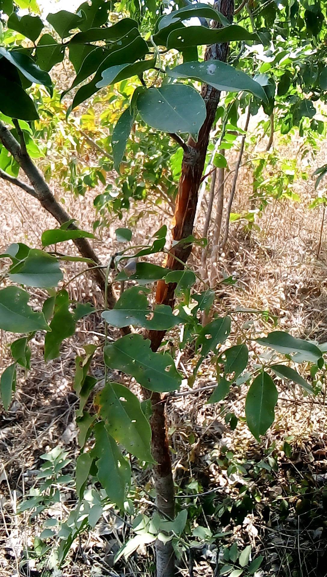 tree
