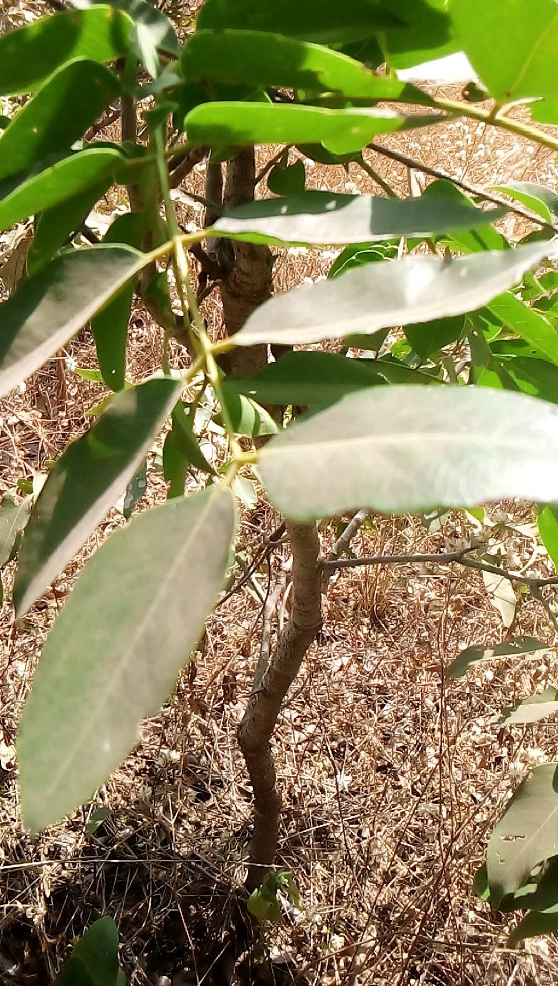 tree