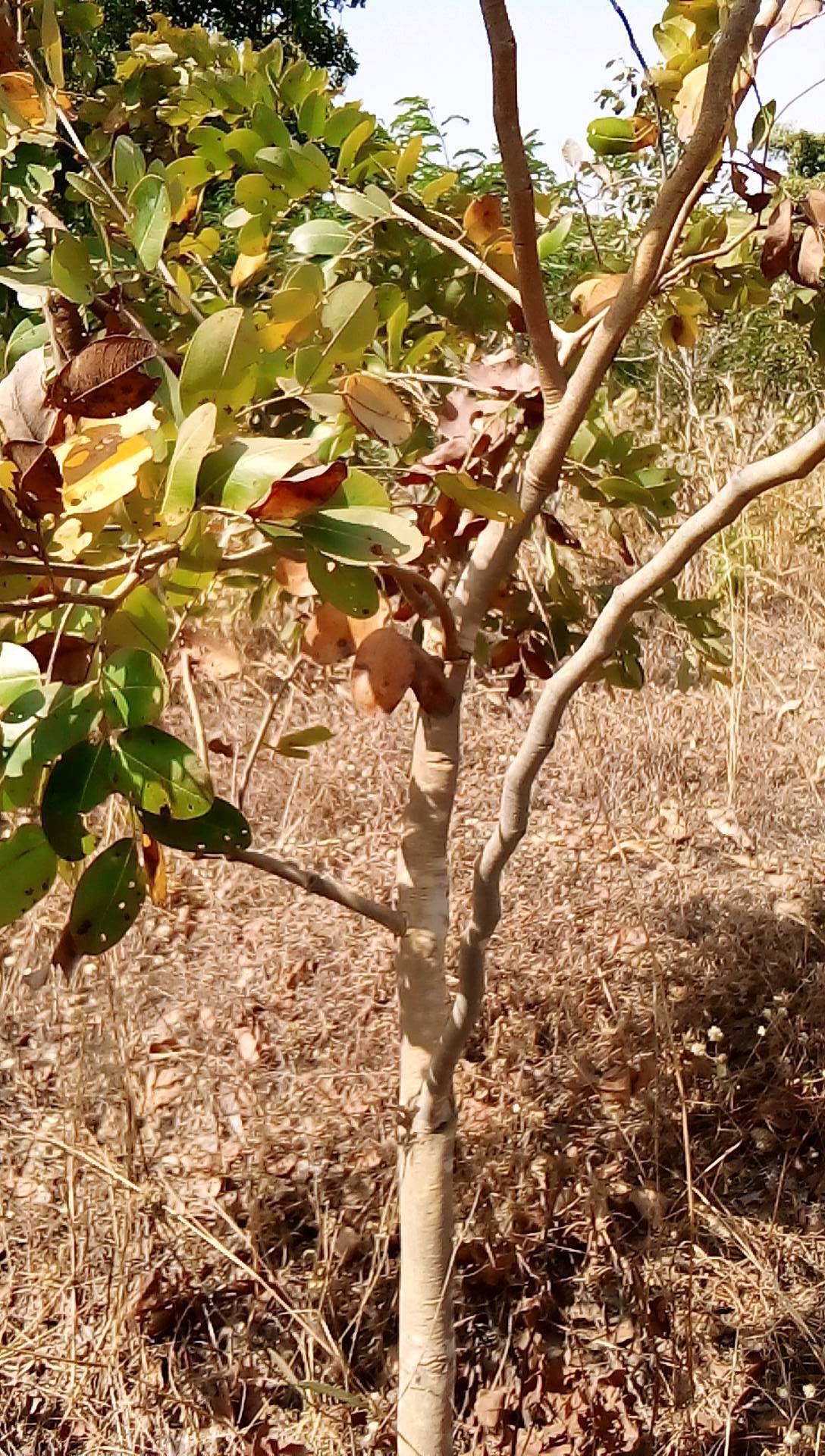 tree