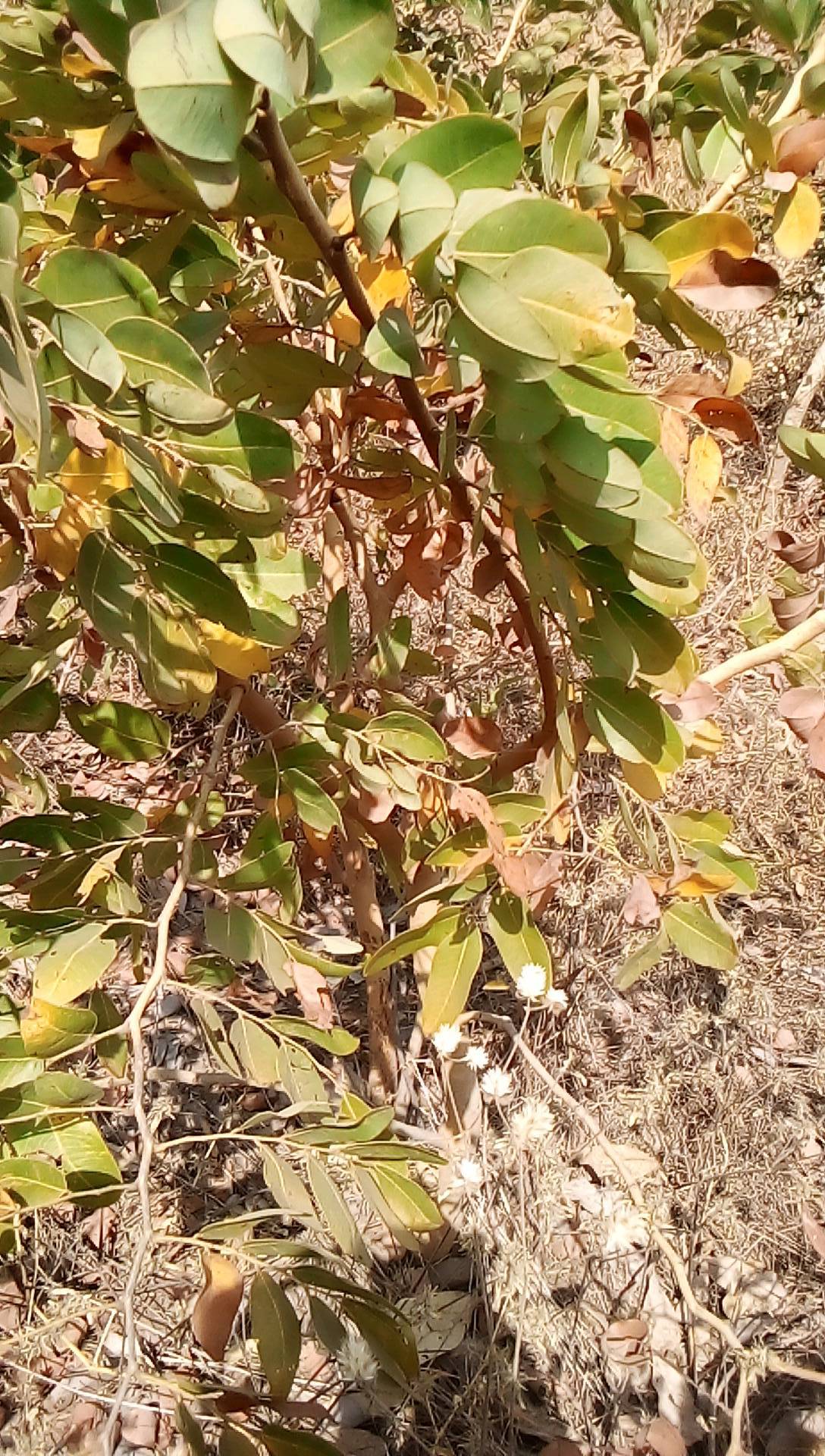 tree