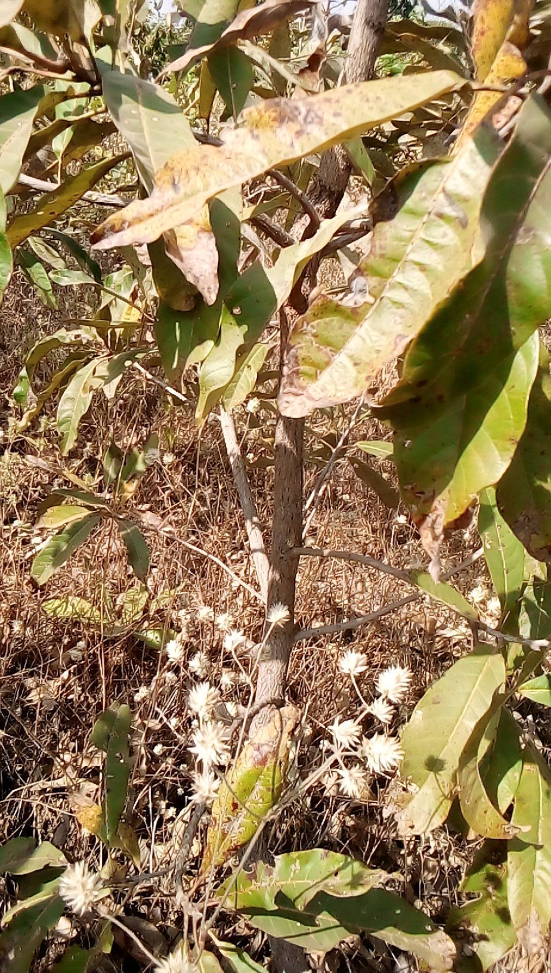 tree