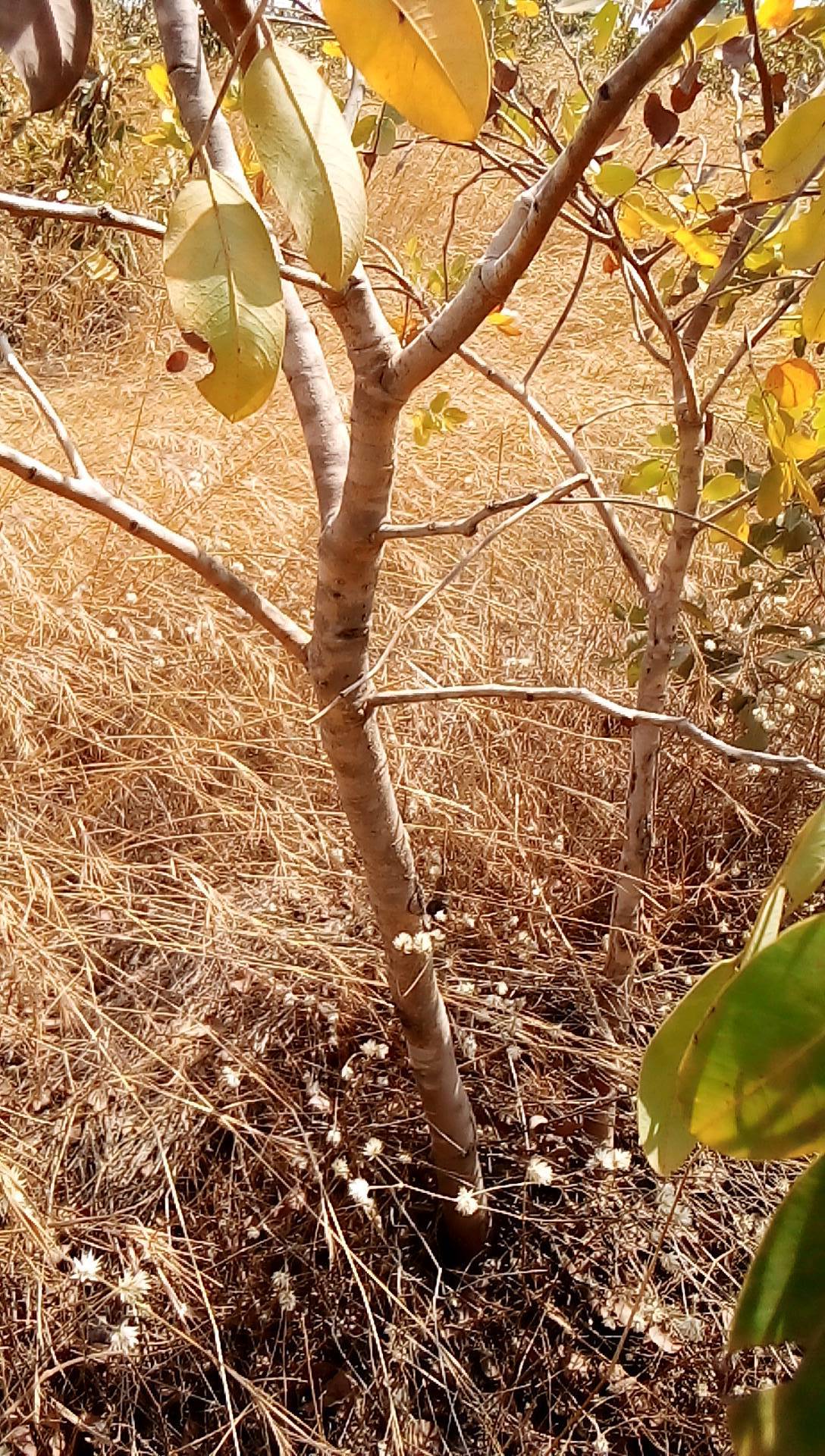 tree