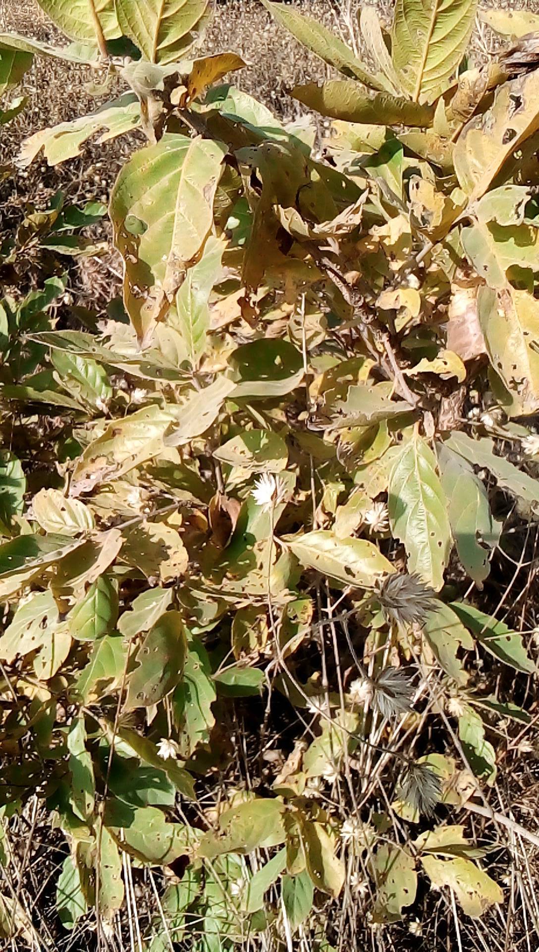tree