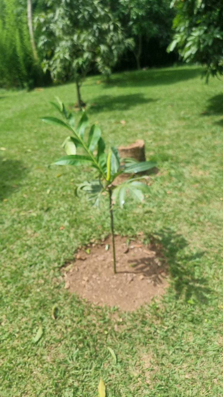 tree