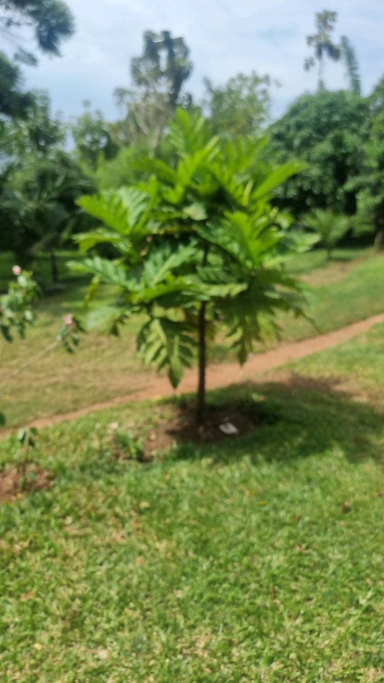 tree