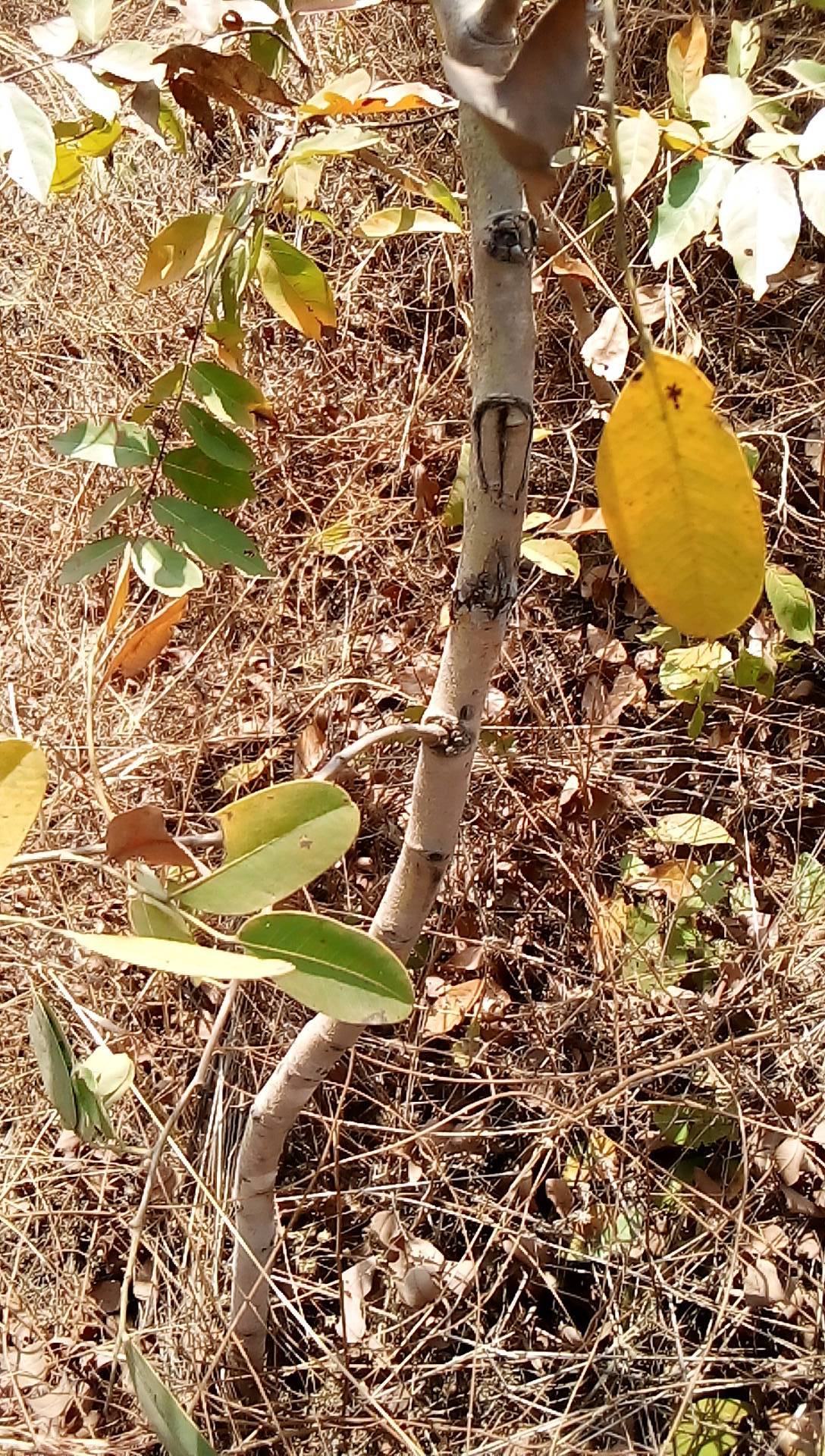 tree