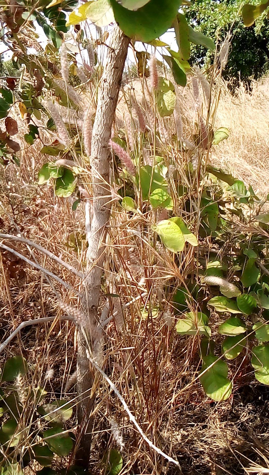 tree
