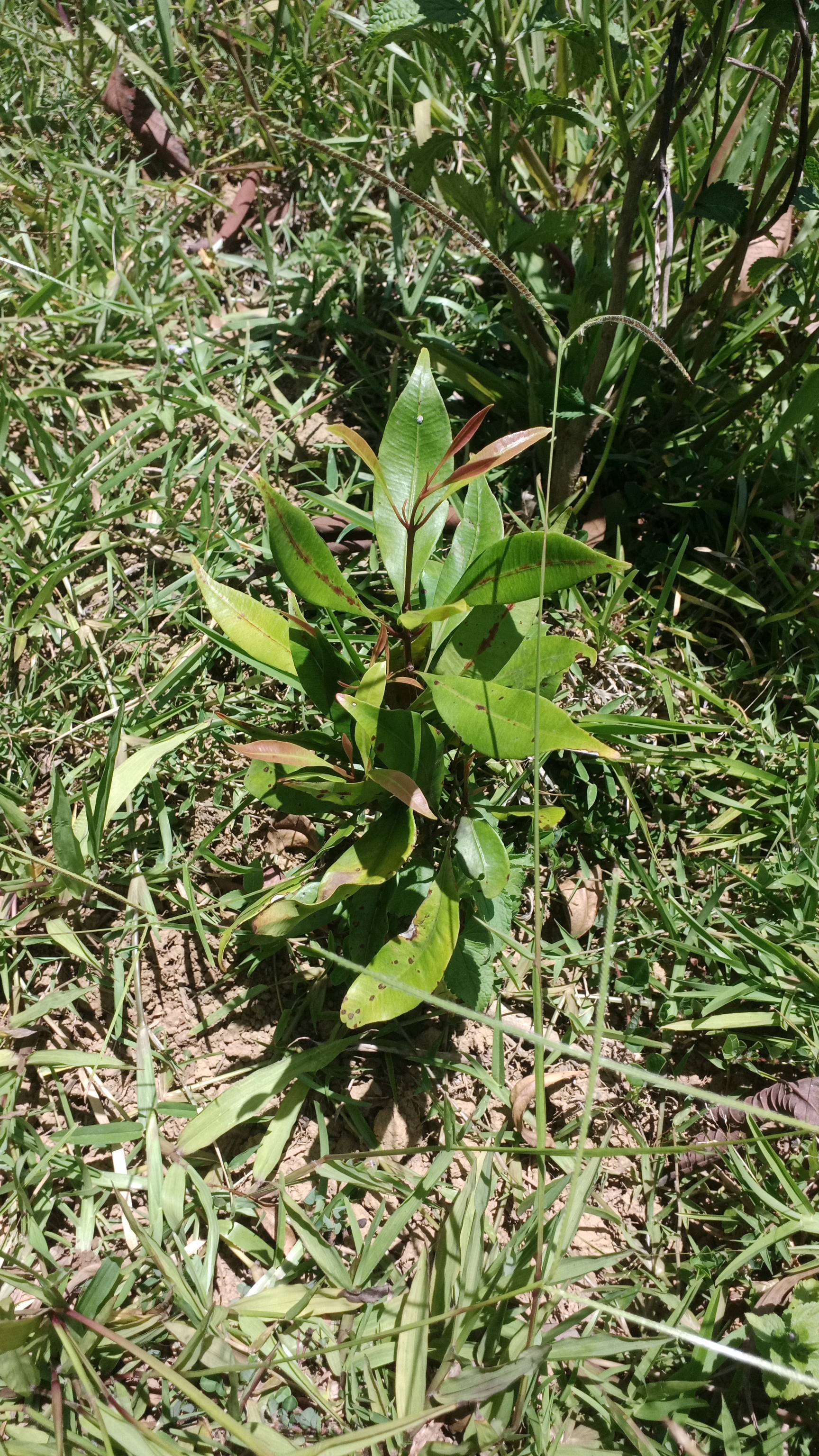 tree