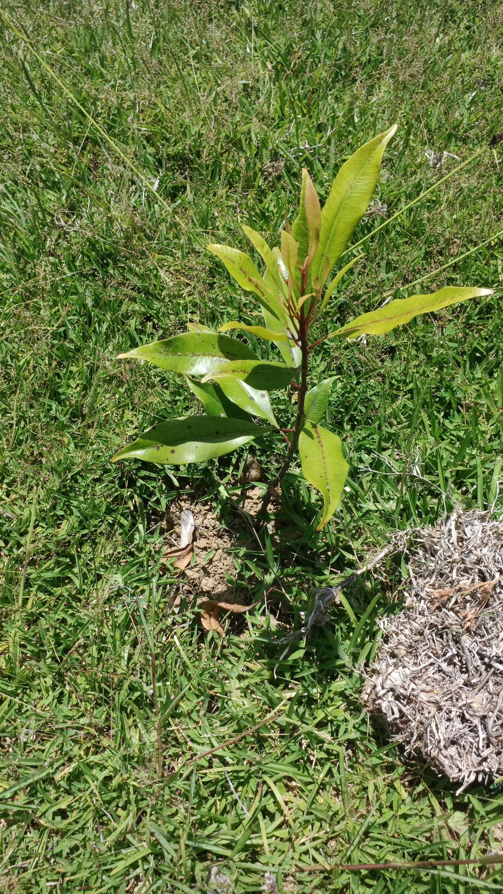 tree