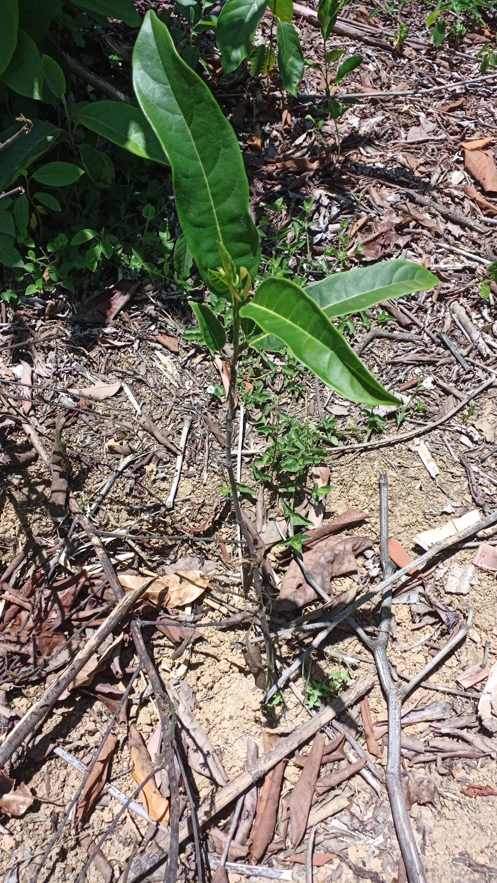 tree