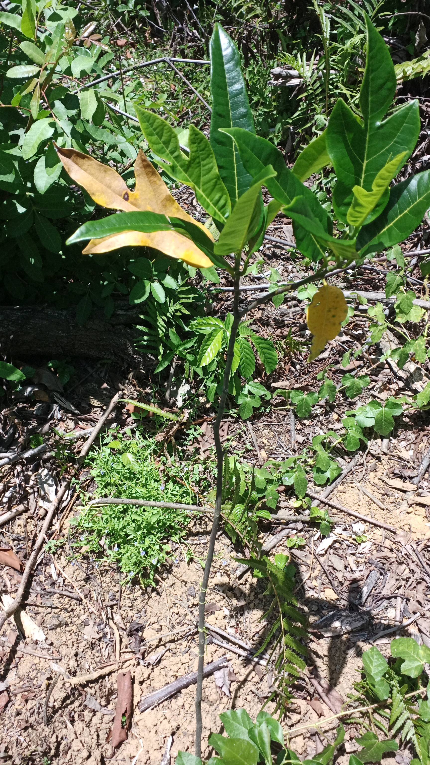 tree