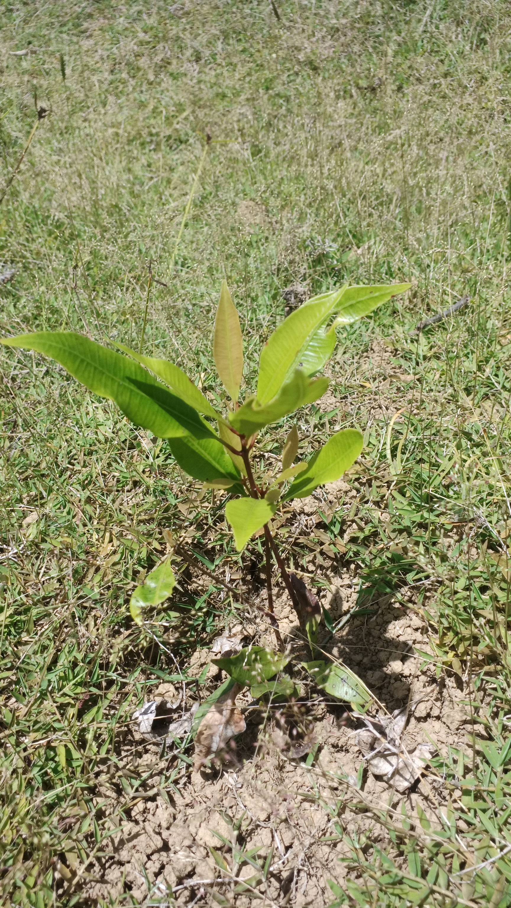tree