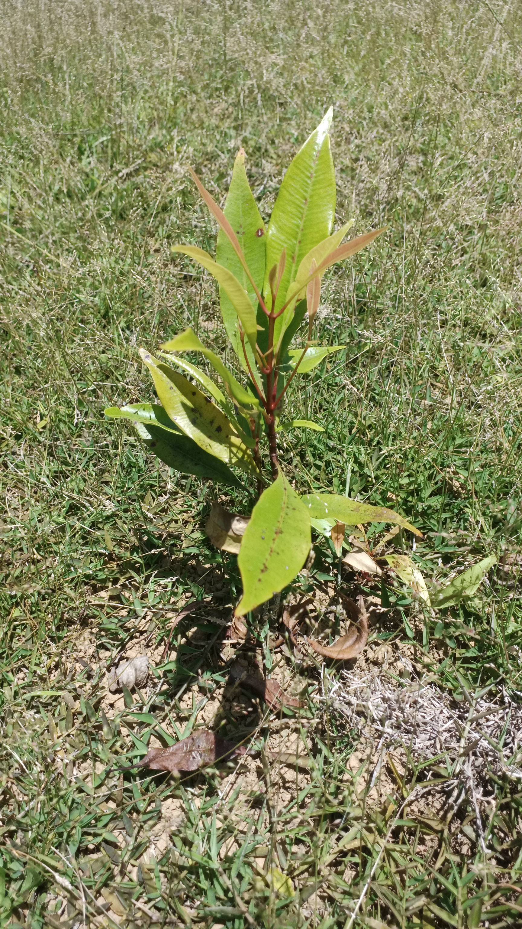 tree