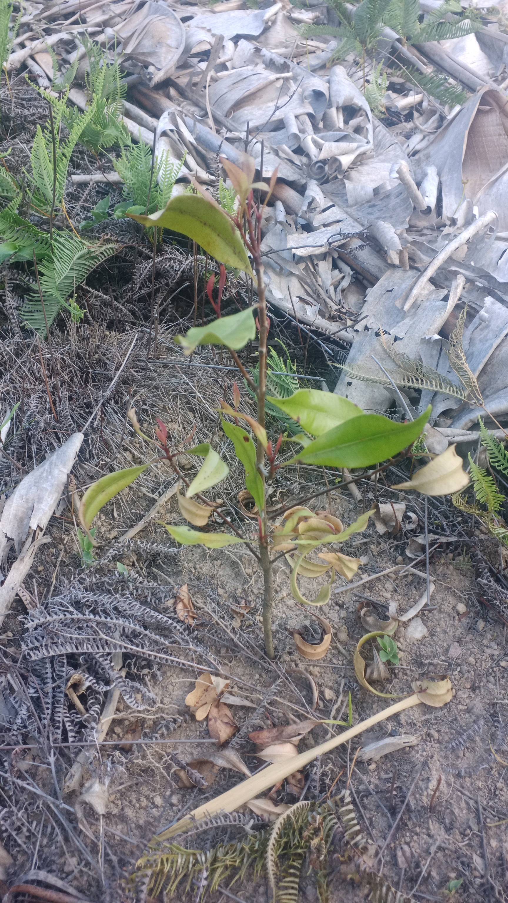 tree