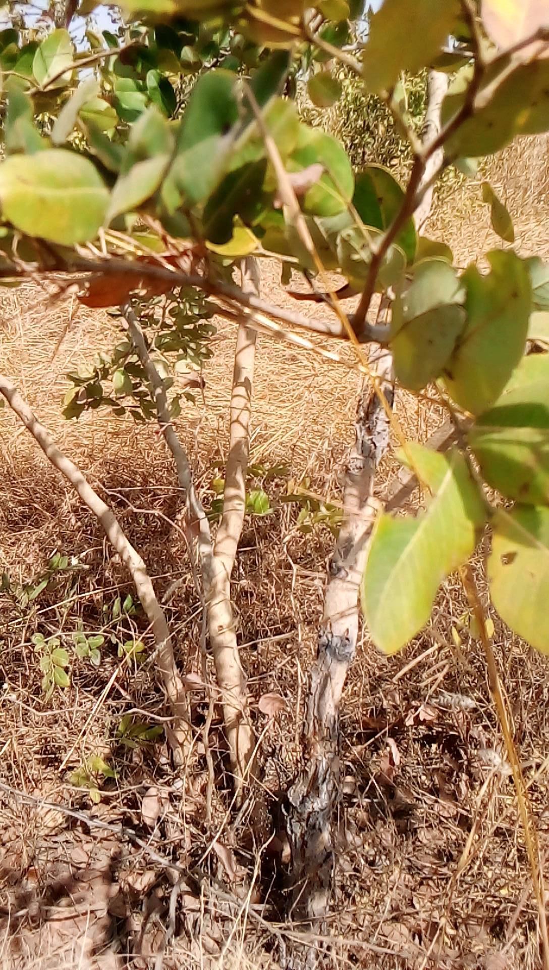 tree