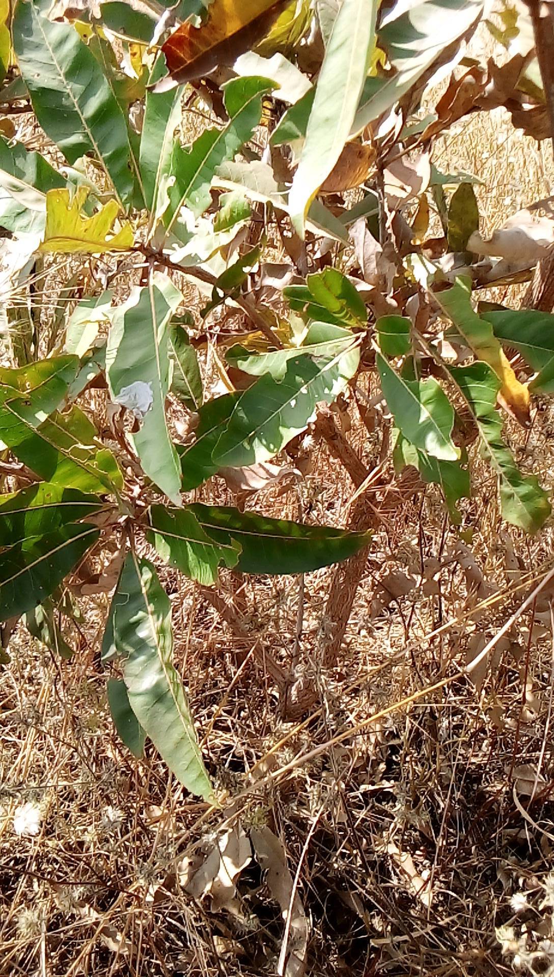 tree