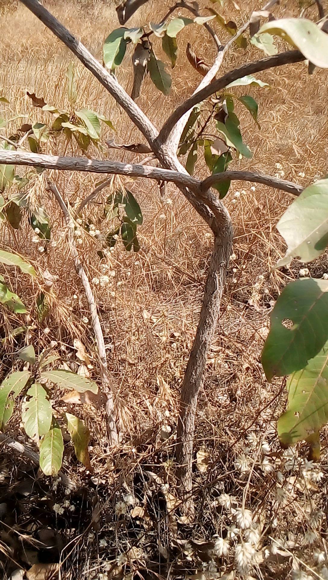 tree