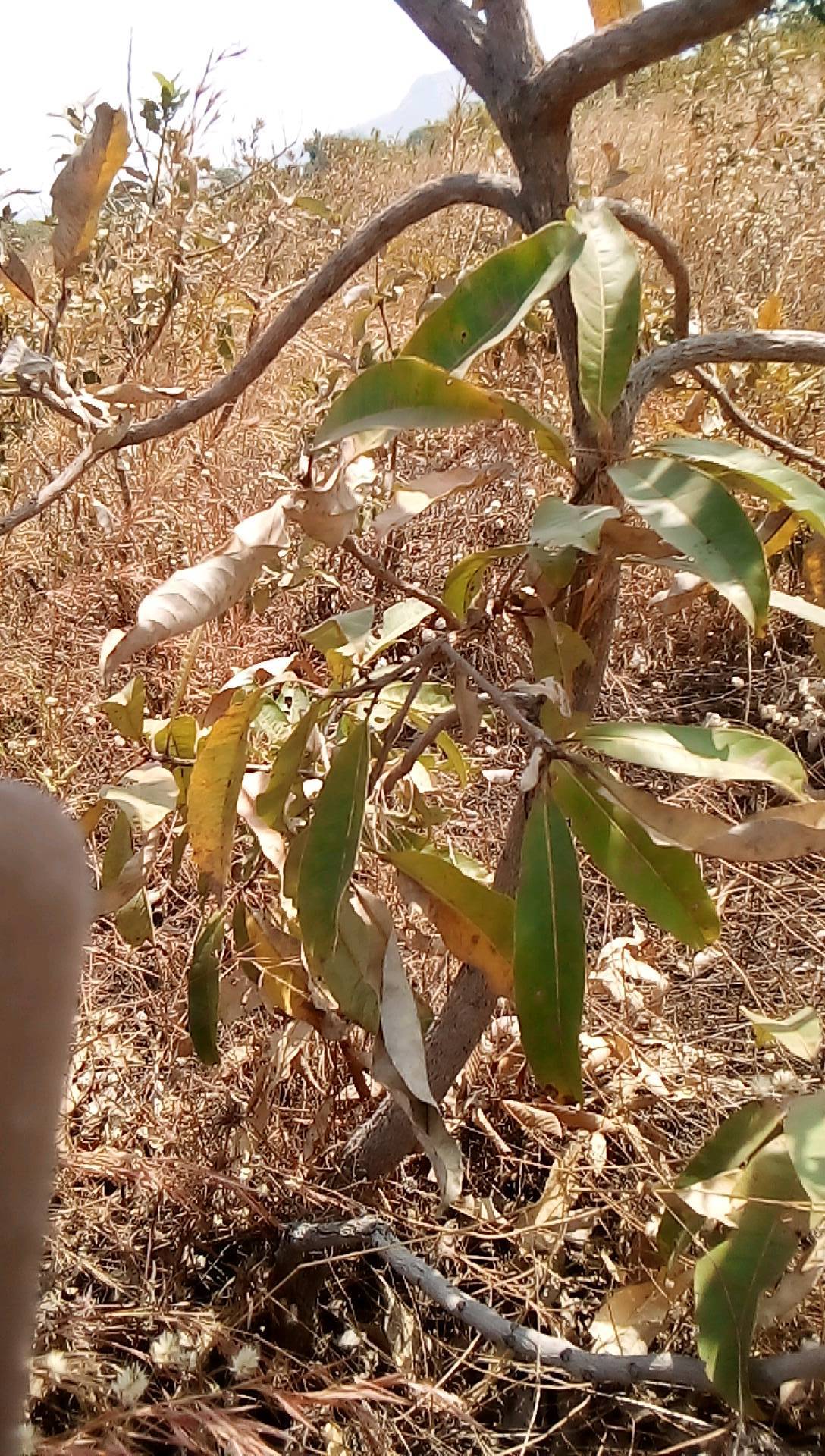 tree