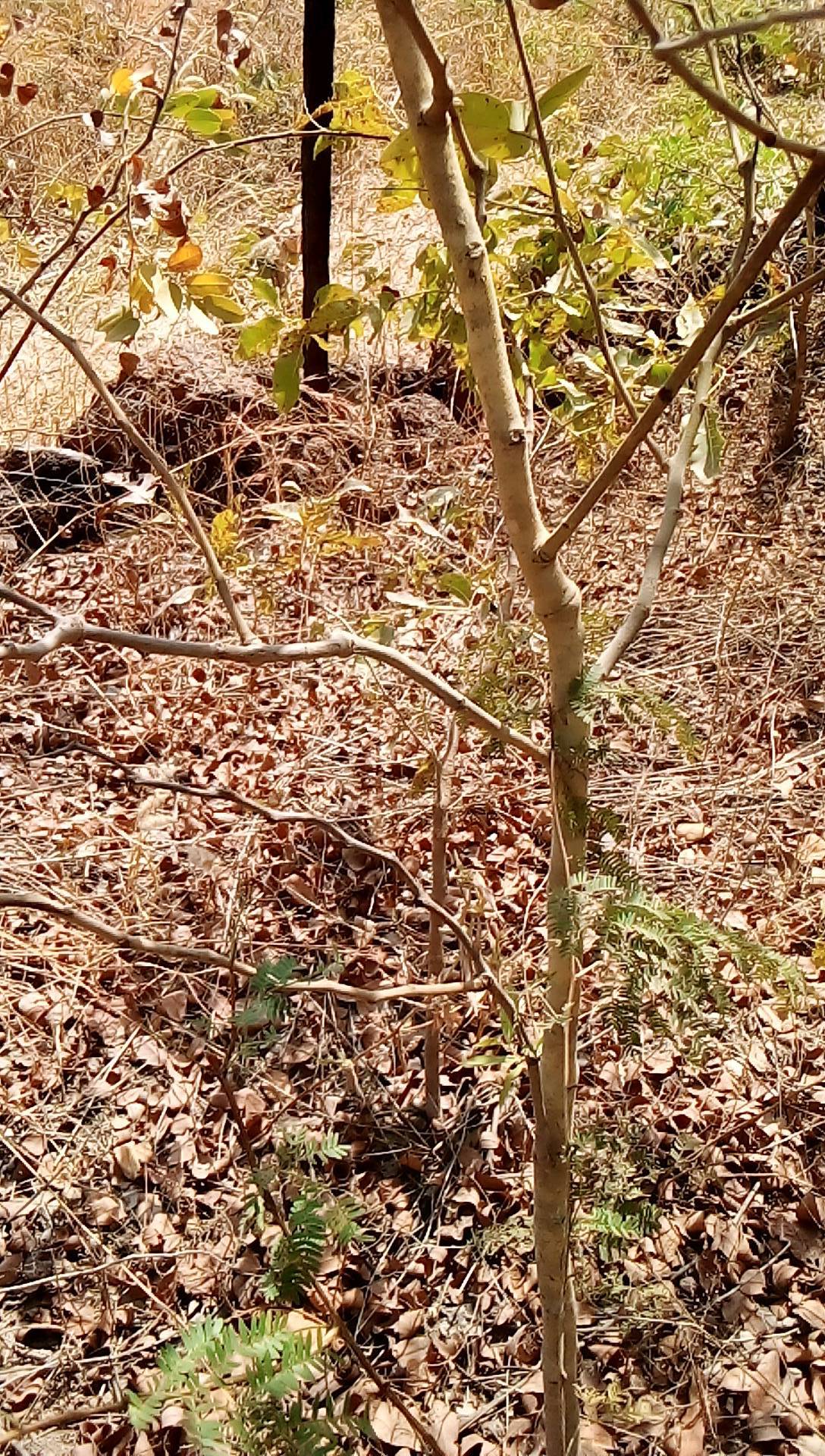 tree