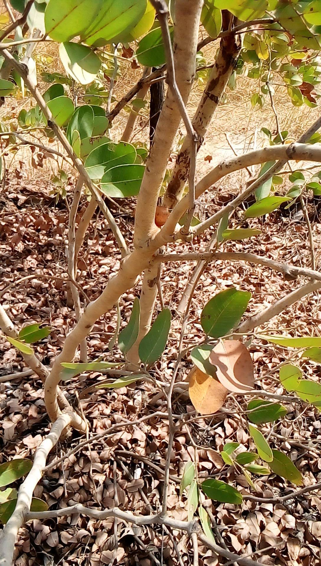 tree