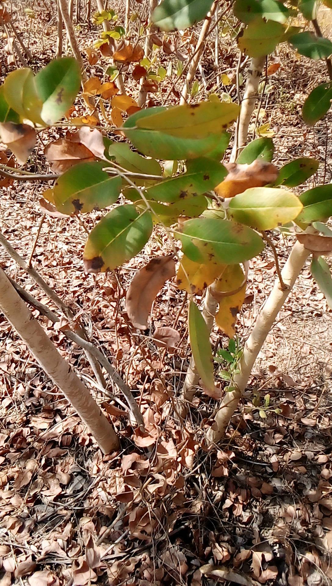 tree