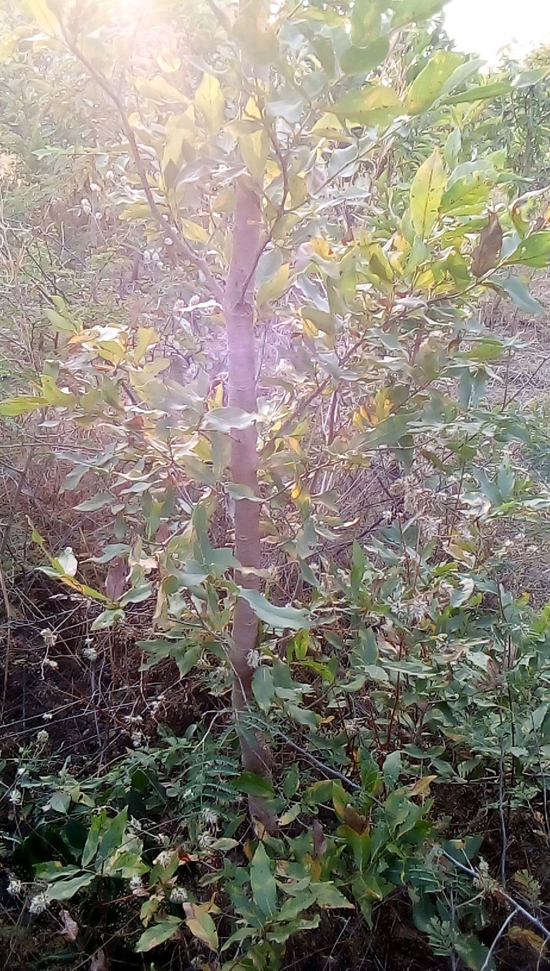 tree