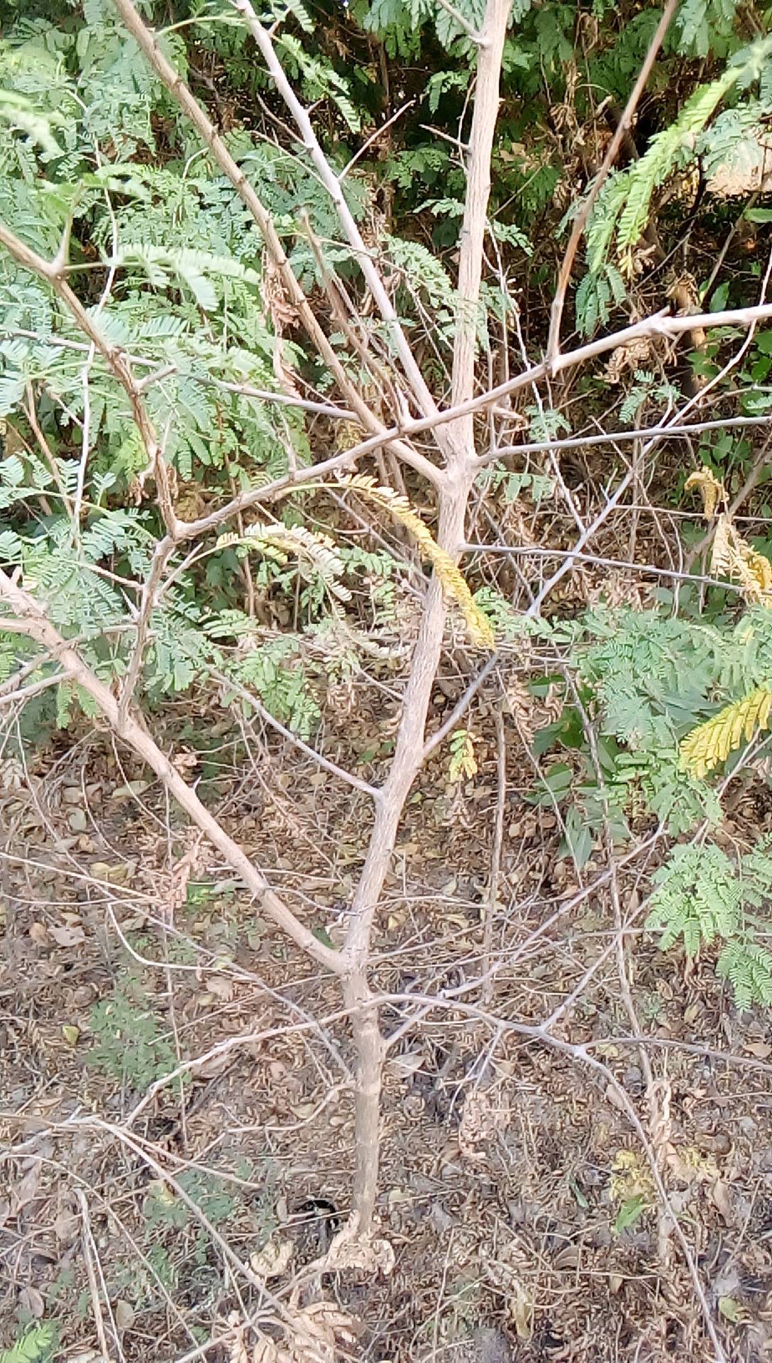tree