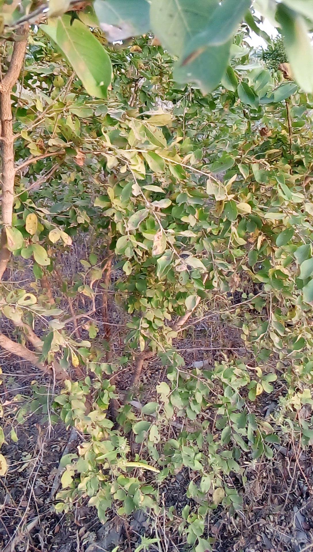 tree