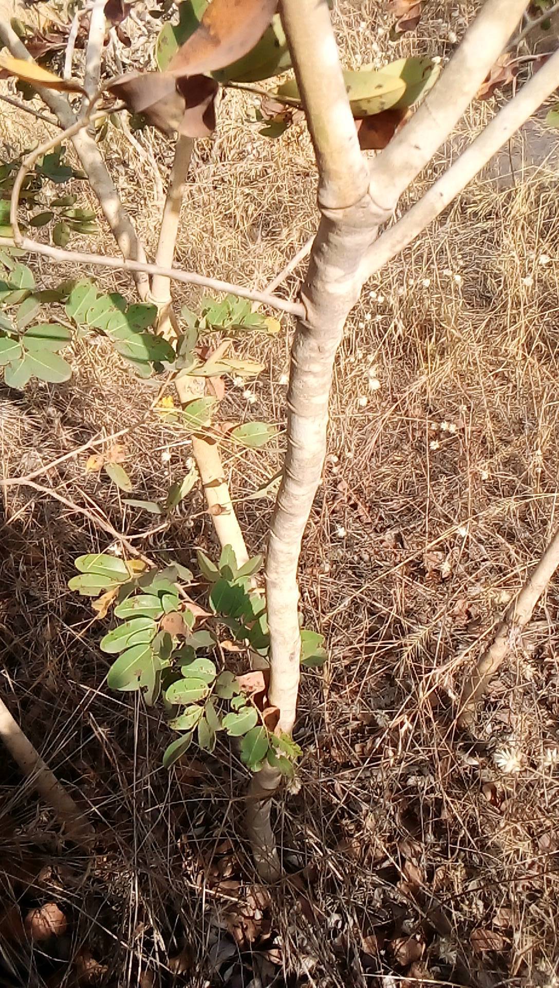 tree