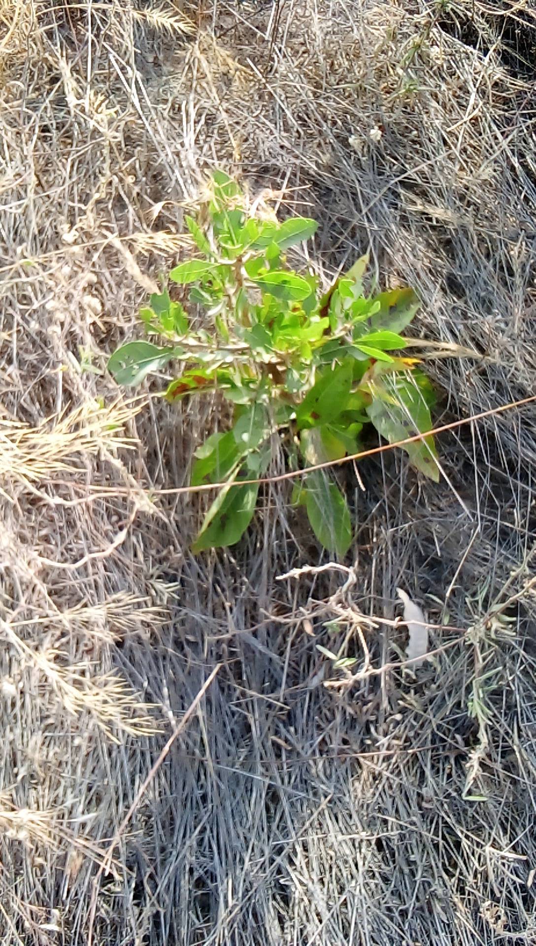 tree
