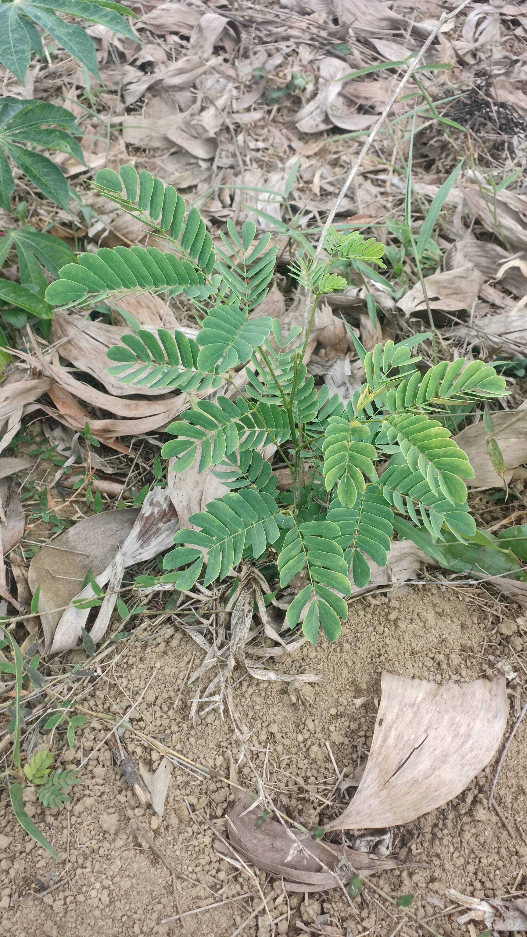 tree