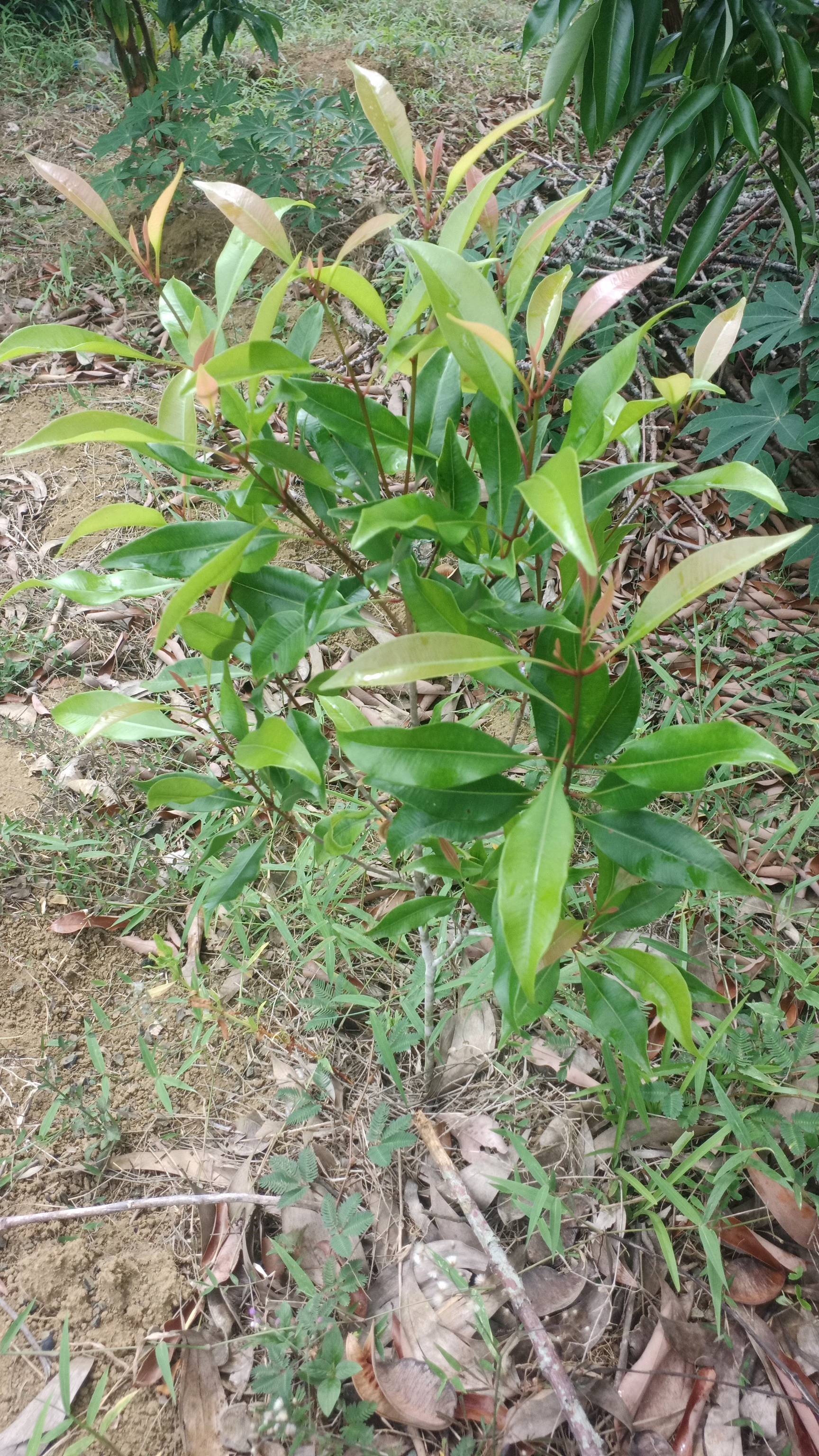 tree