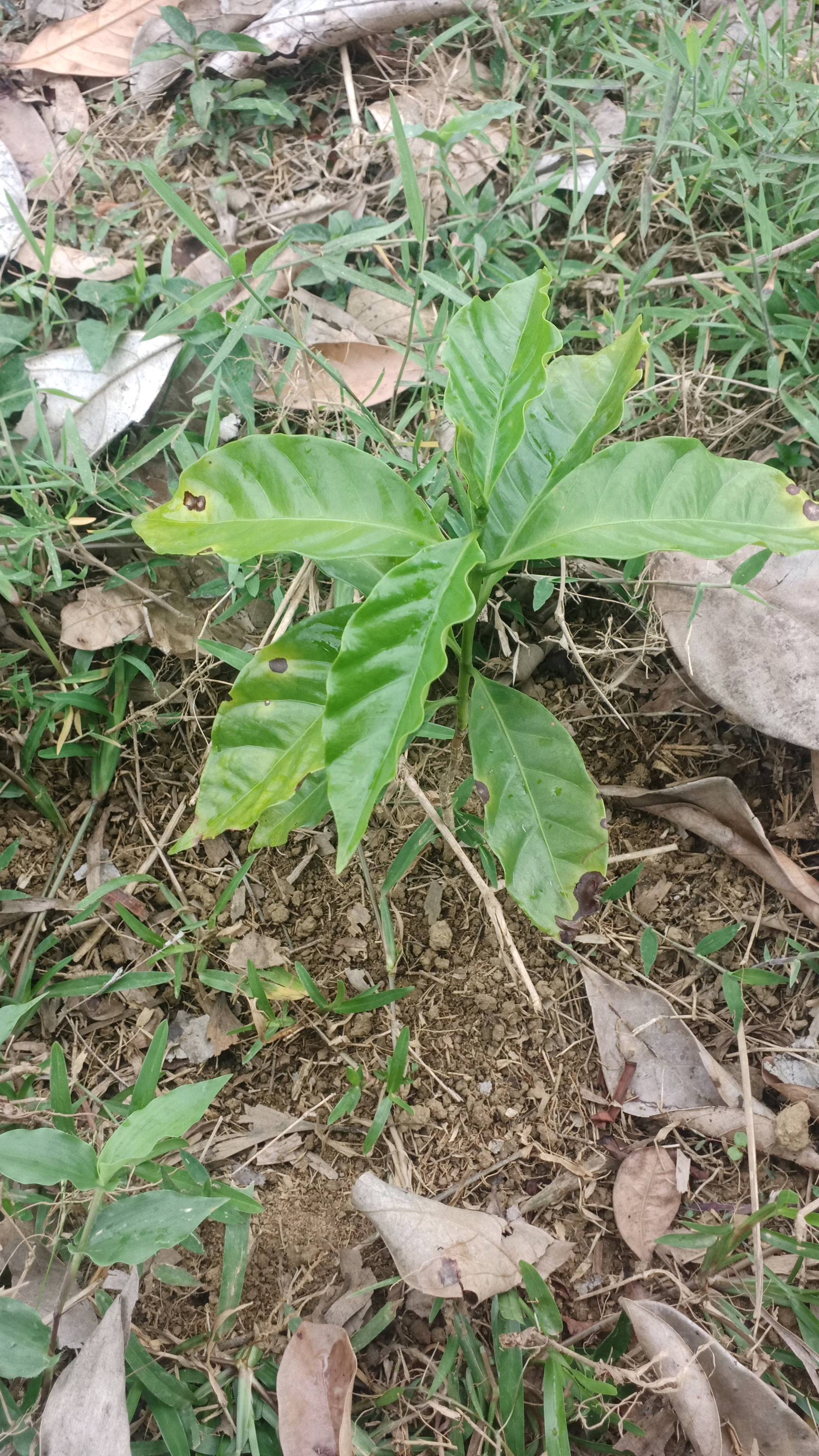 tree