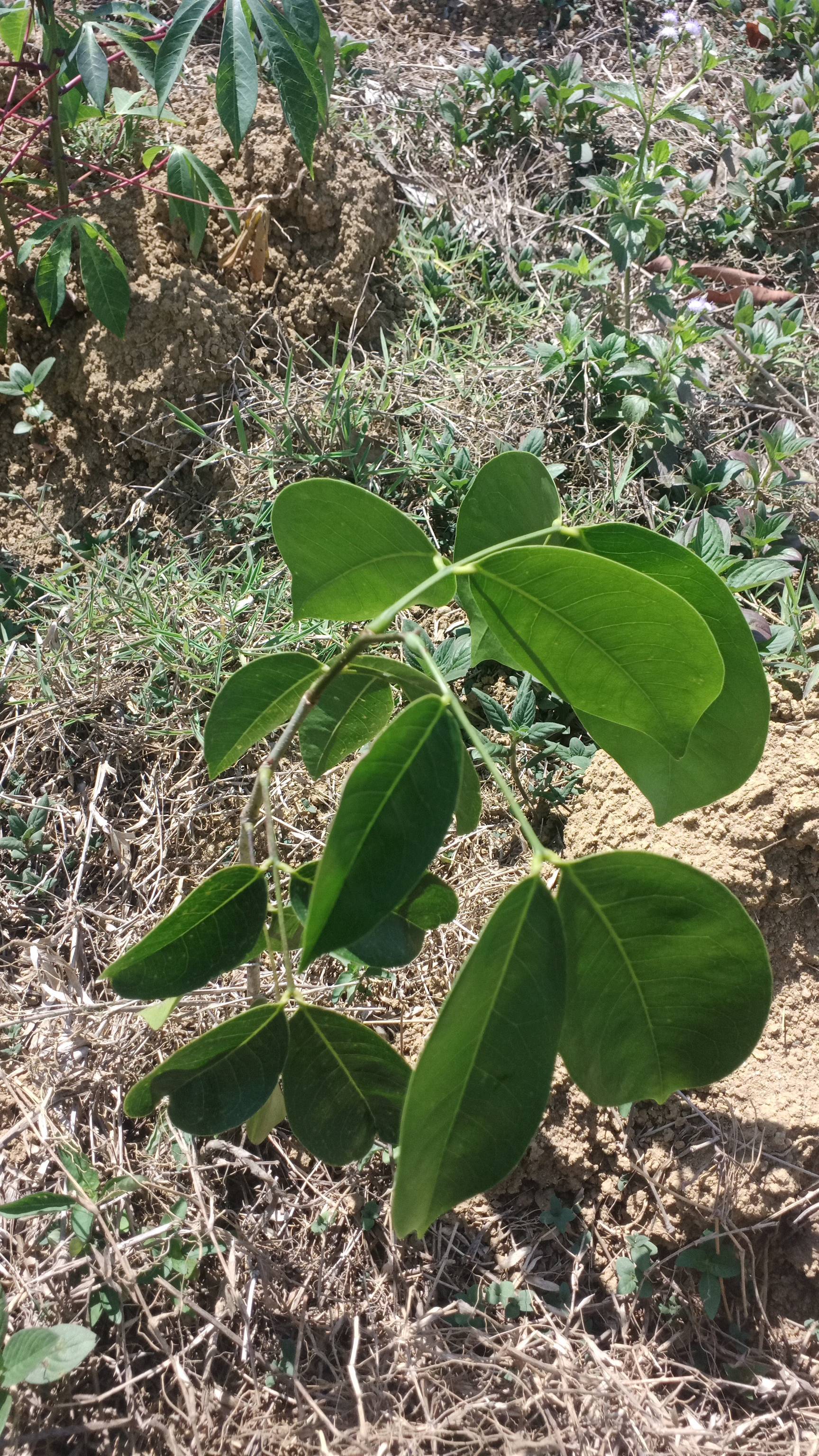 tree