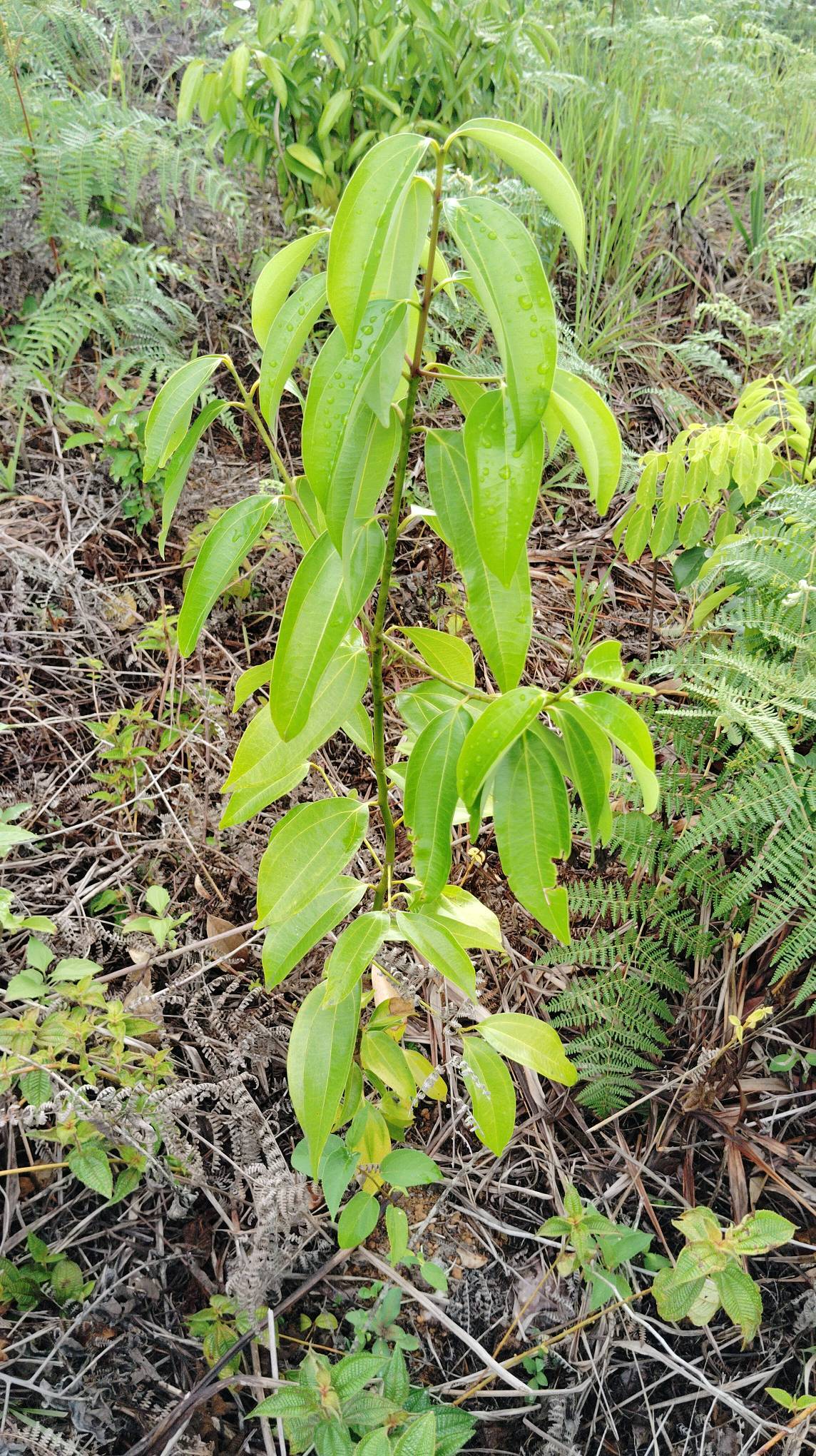 tree