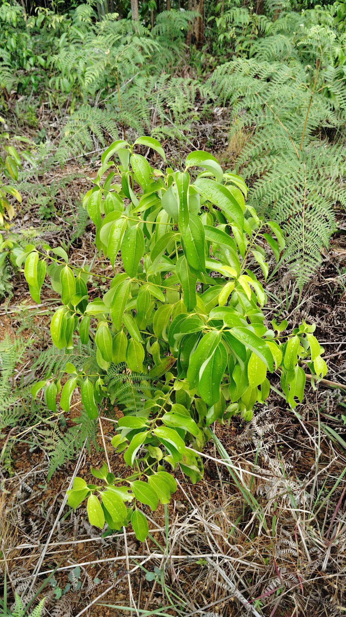 tree