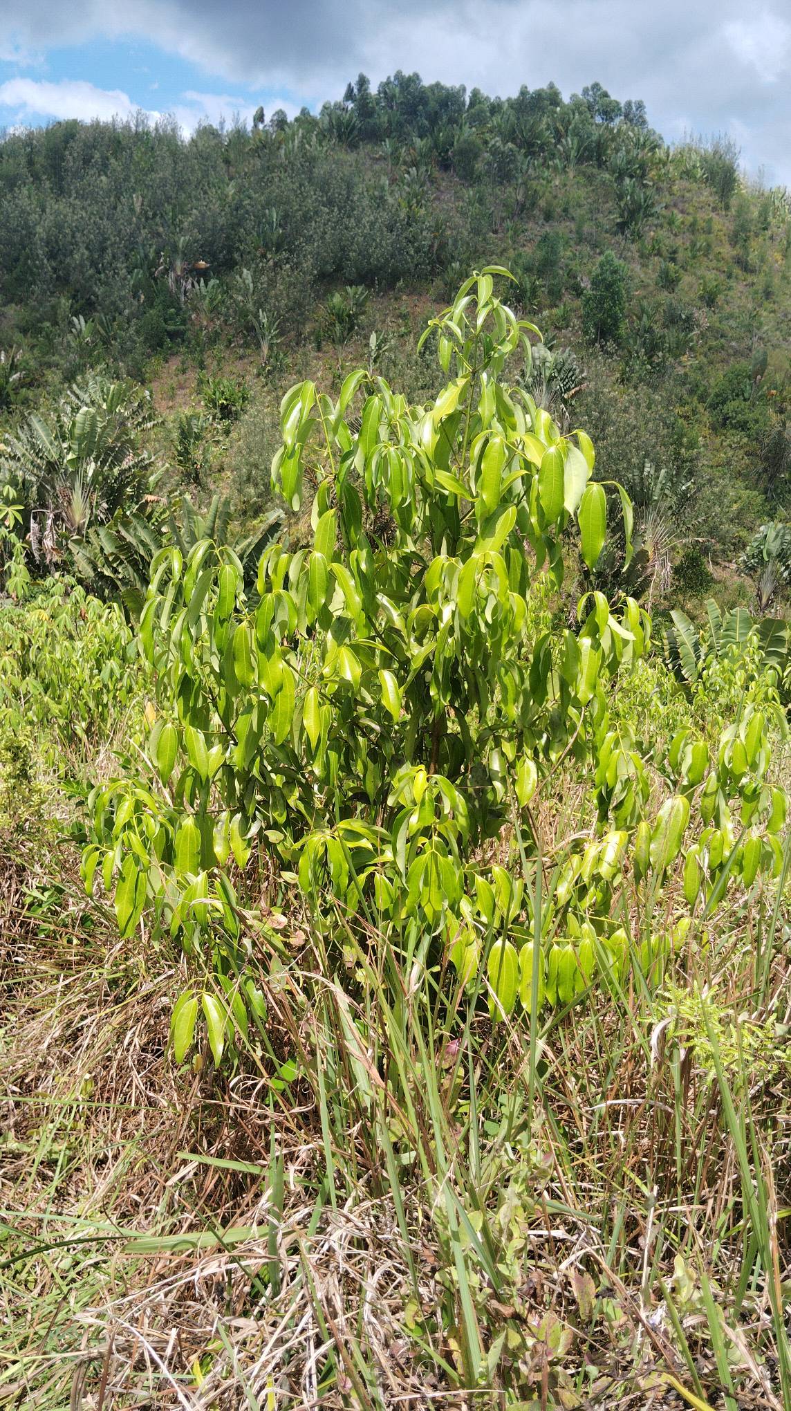 tree