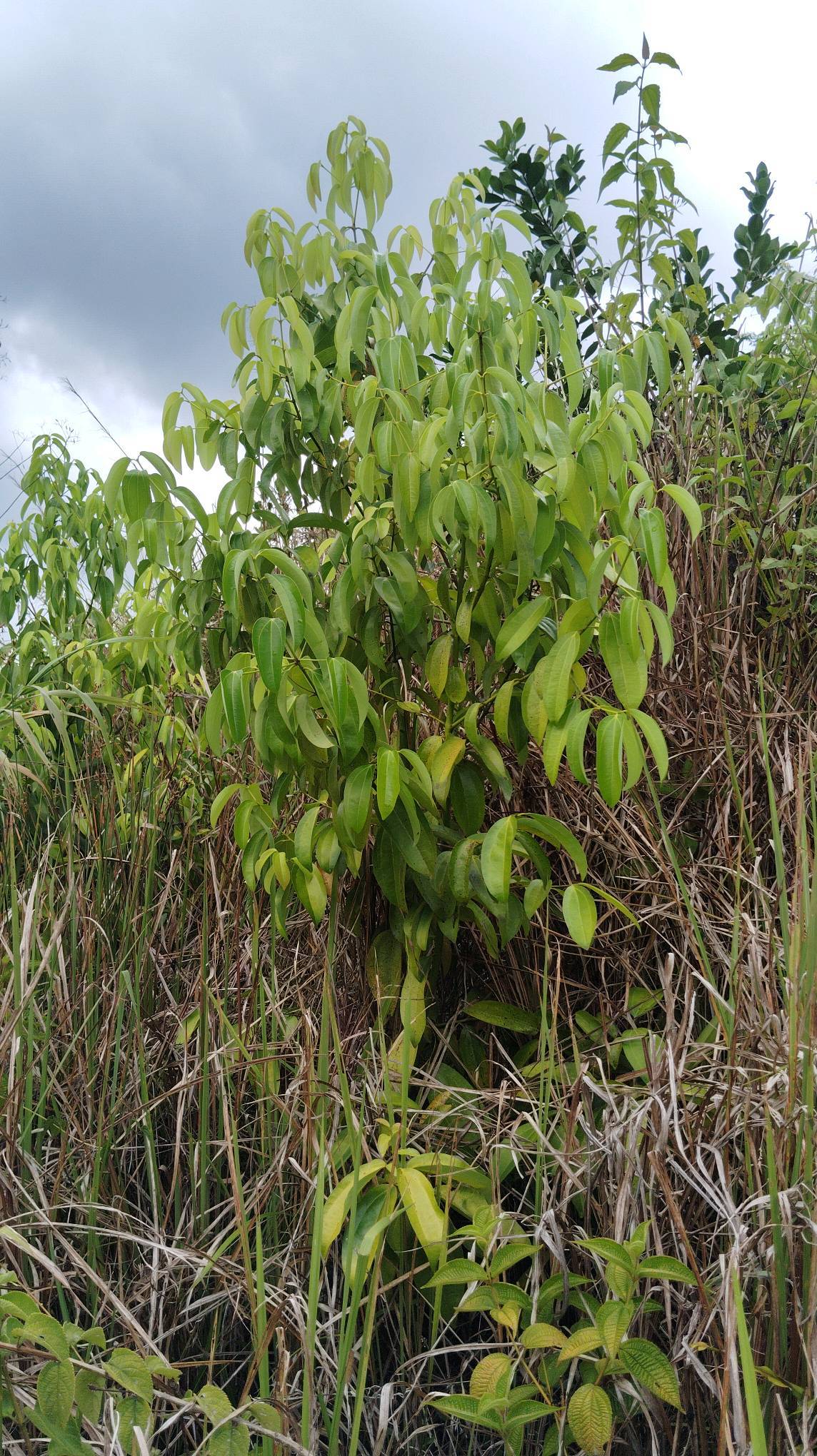 tree