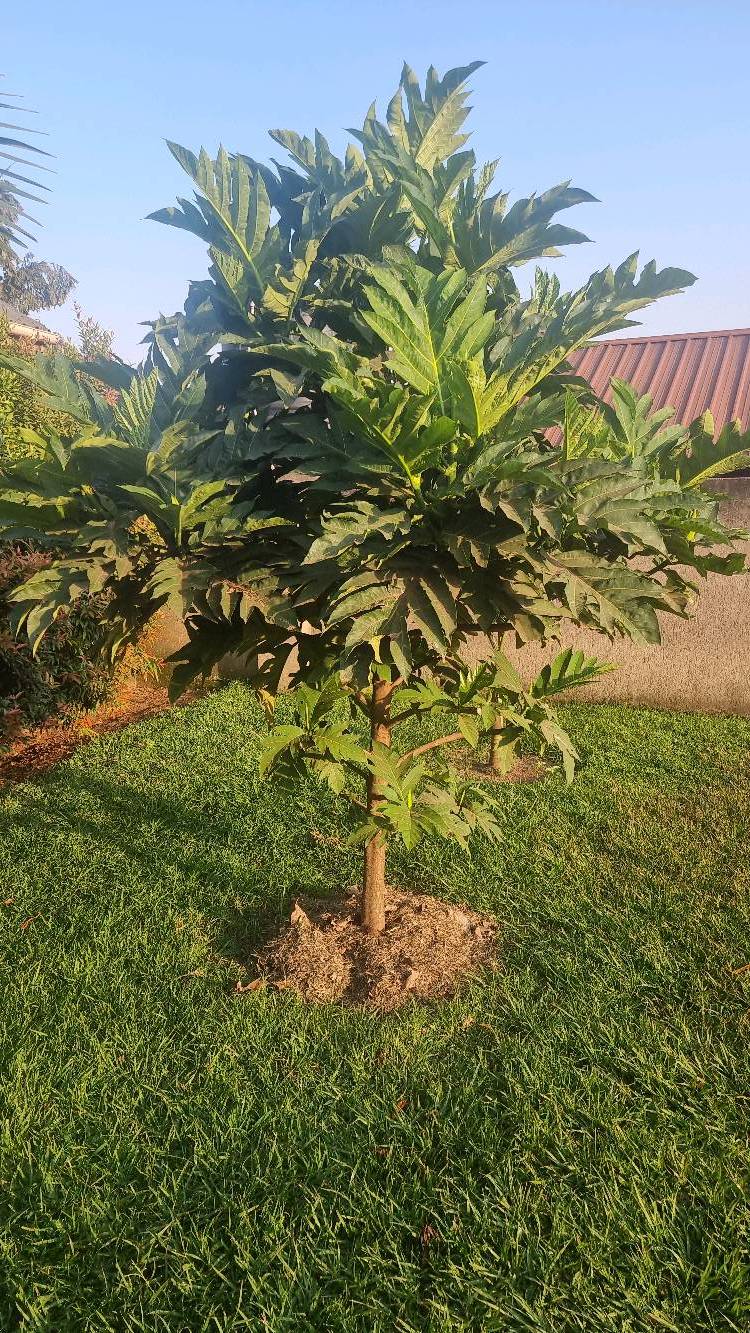 tree